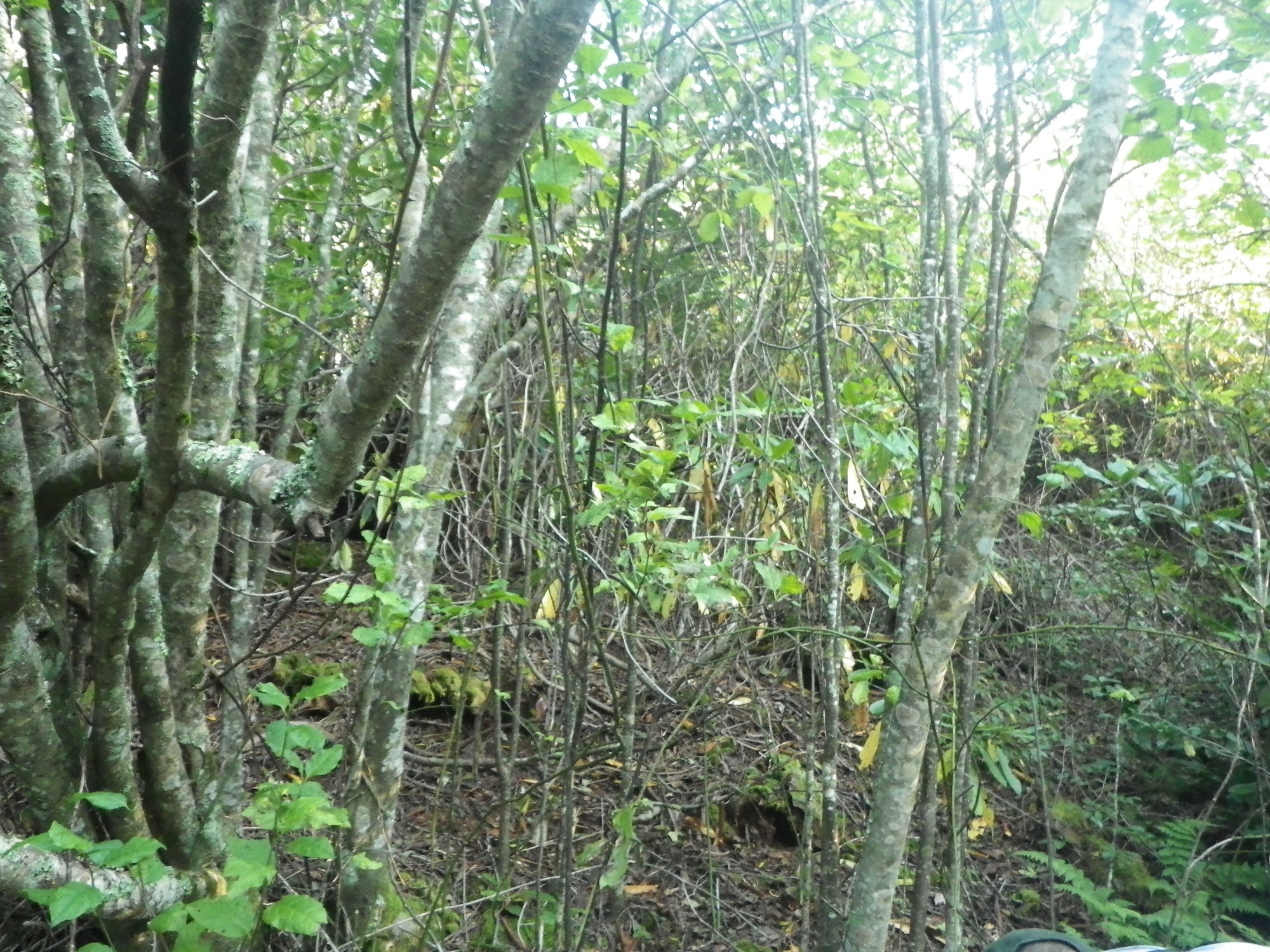 GRSM Accuracy Assessment. Plot Code: GRSM_AA_0314_2