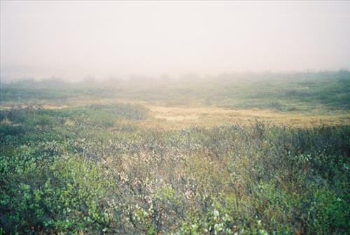 4 Gates of the Arctic National Park and Preserve Itkillik Bird Survey June 2006