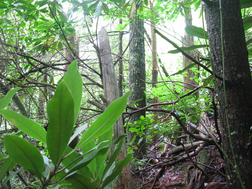 GRSM Accuracy Assessment. Plot Code: GRSM_AA_0656_6