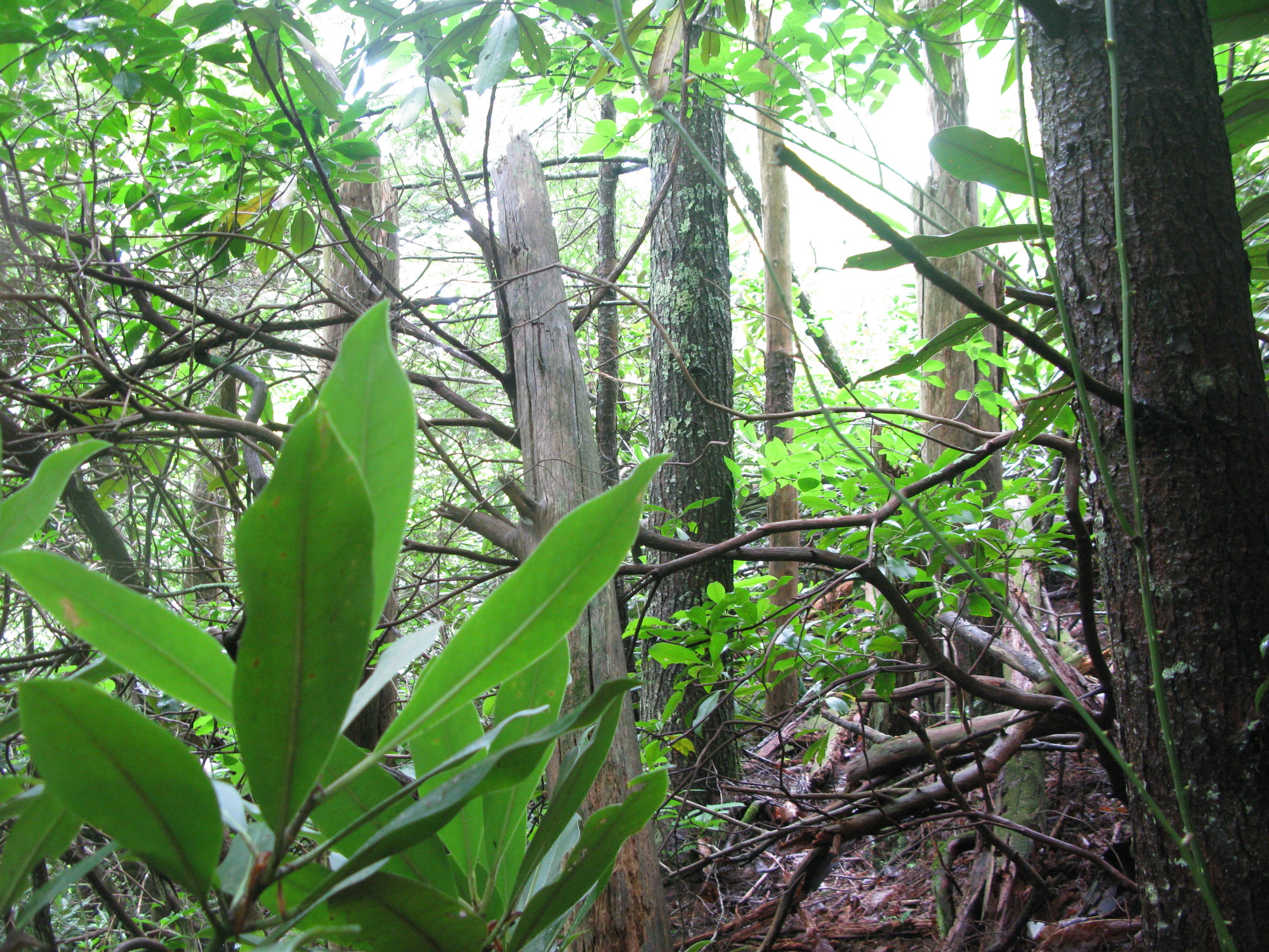 GRSM Accuracy Assessment. Plot Code: GRSM_AA_0656_6