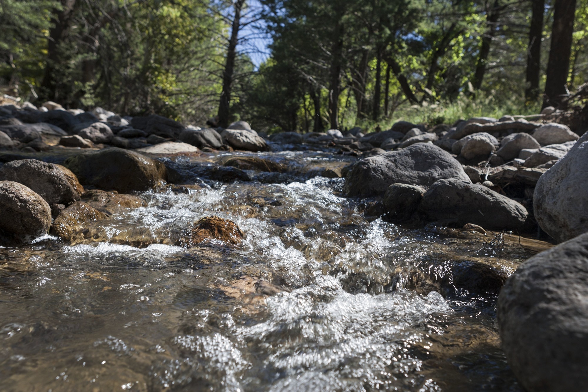 Flowing water over stones with green conifers in background. 