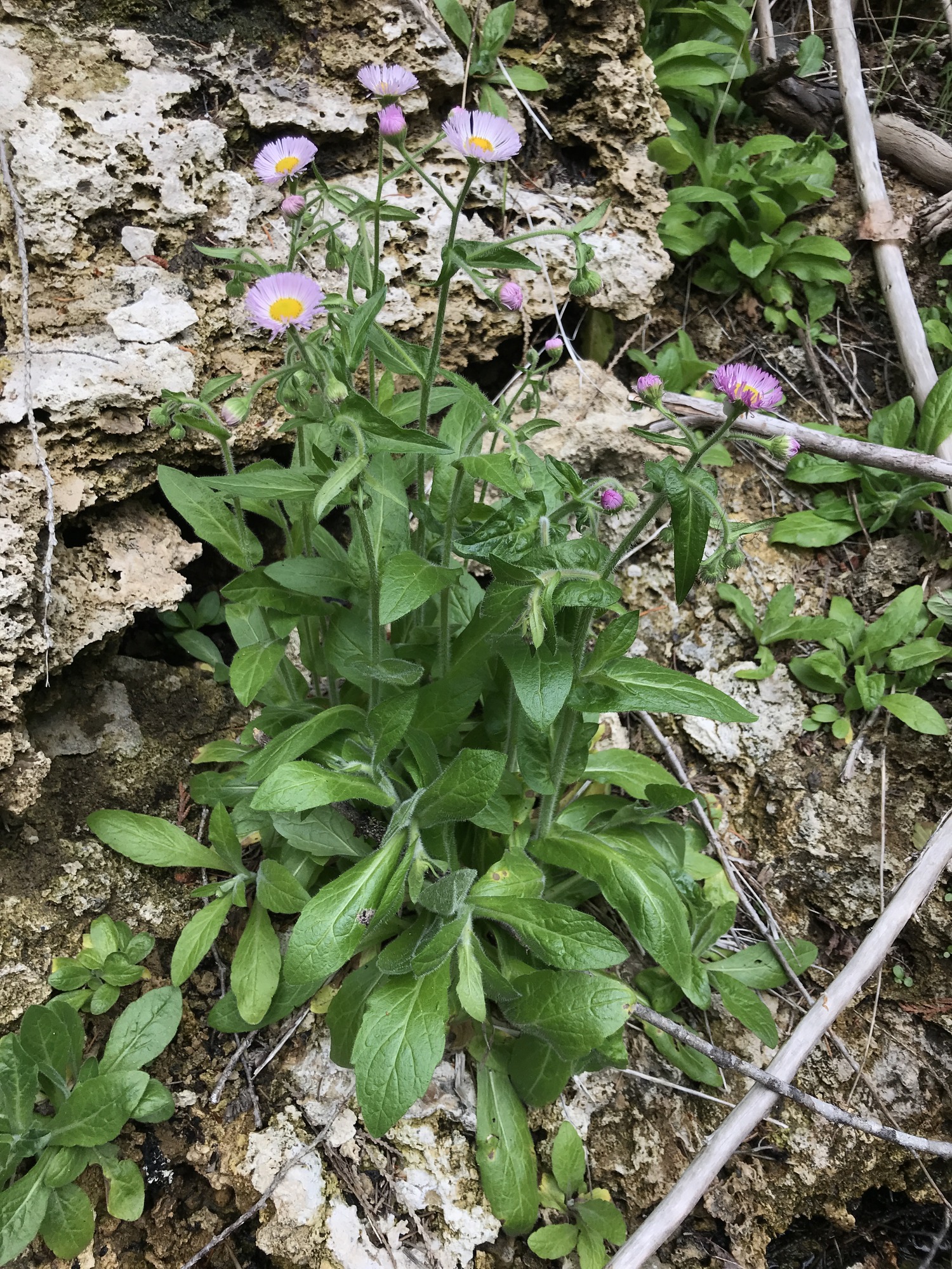 A robust plant with large green leaves and several stems topped in pale purple daisy-like blooms growing next to whiteish travertine deposits. 