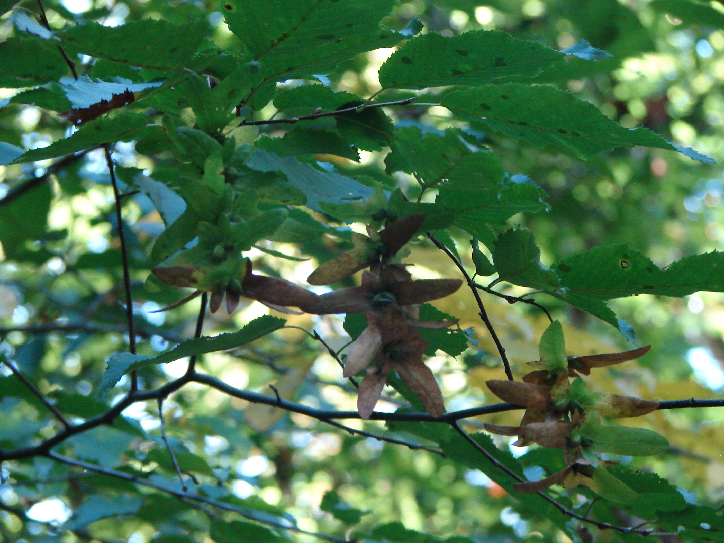 Image of Carpinus caroliniana, a species of Vascular Plant
