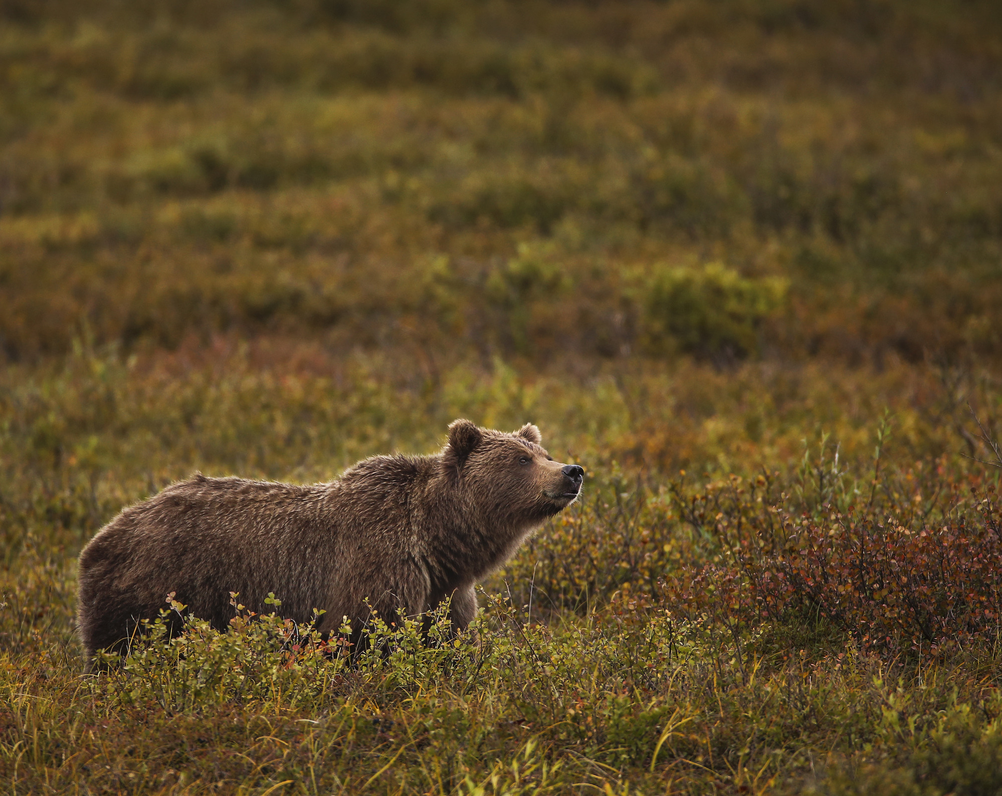 a bear raises its head up while standing in chest-high brush