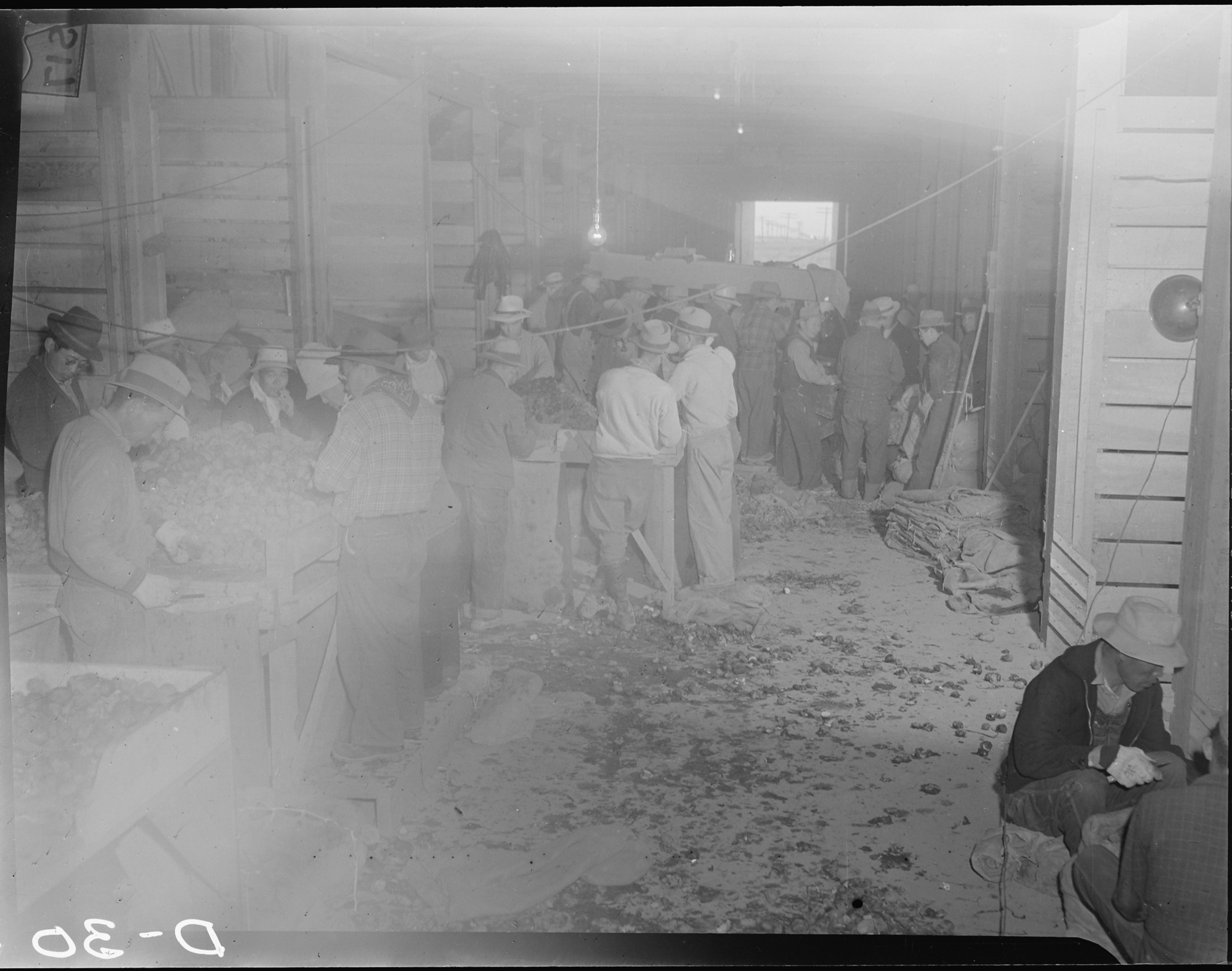 A view showing evacuee farmers cutting seed potatoes in the cutting house at this War Relocation Authority center