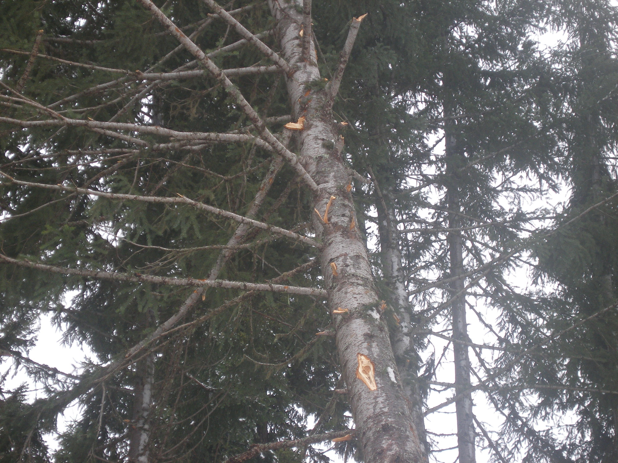 A conifer tree with all branches cleanly broken off on one side only