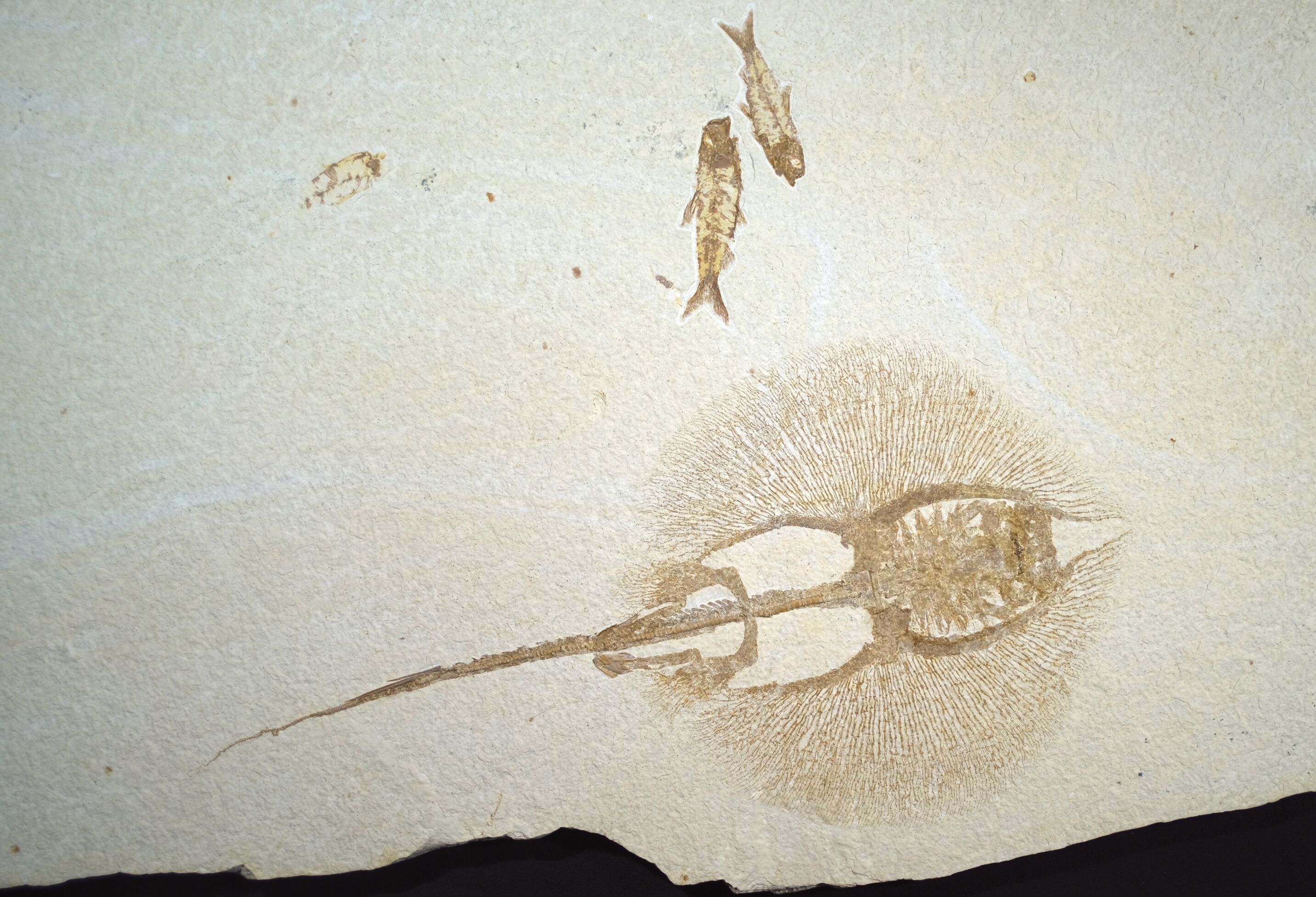 A brown stingray fossil facing right on a pale stone with the jagged edge of the rock just below and two Knightia eocaena fossils just above.