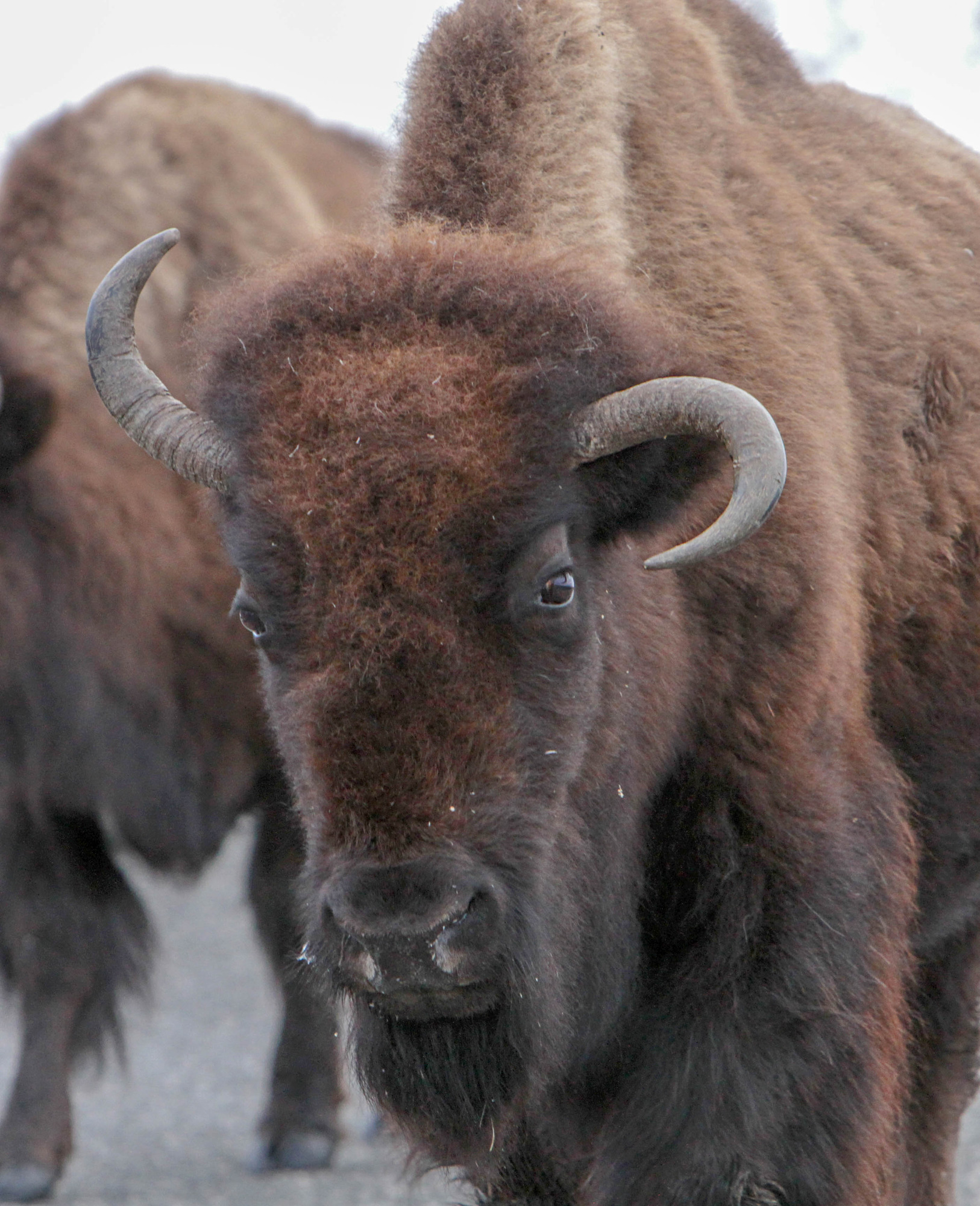 Facial shot of bison with one horn turned up and one horn turned down.