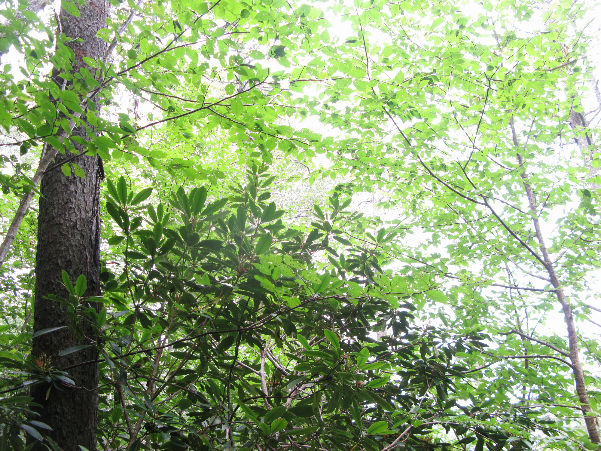 GRSM Accuracy Assessment. Plot Code: GRSM_AA_0722_6