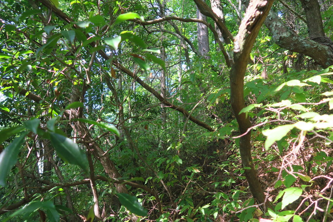 GRSM Accuracy Assessment. Plot Code: GRSM_AA_0924_2