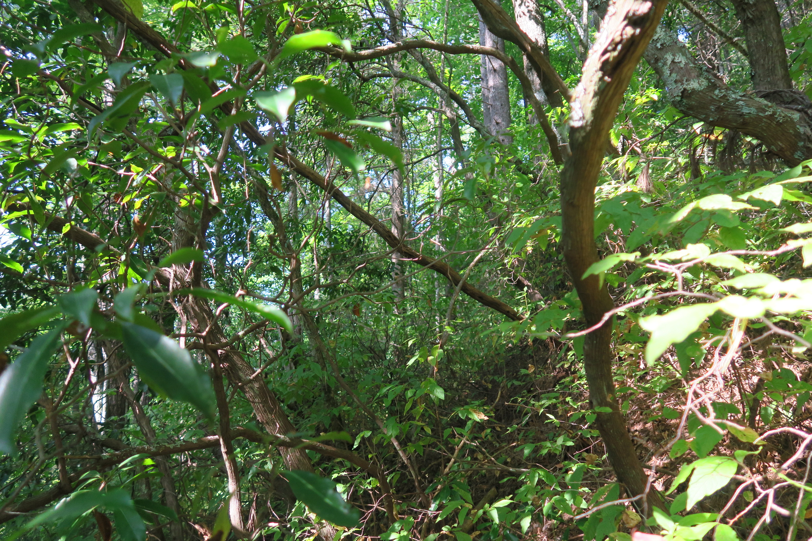 GRSM Accuracy Assessment. Plot Code: GRSM_AA_0924_2