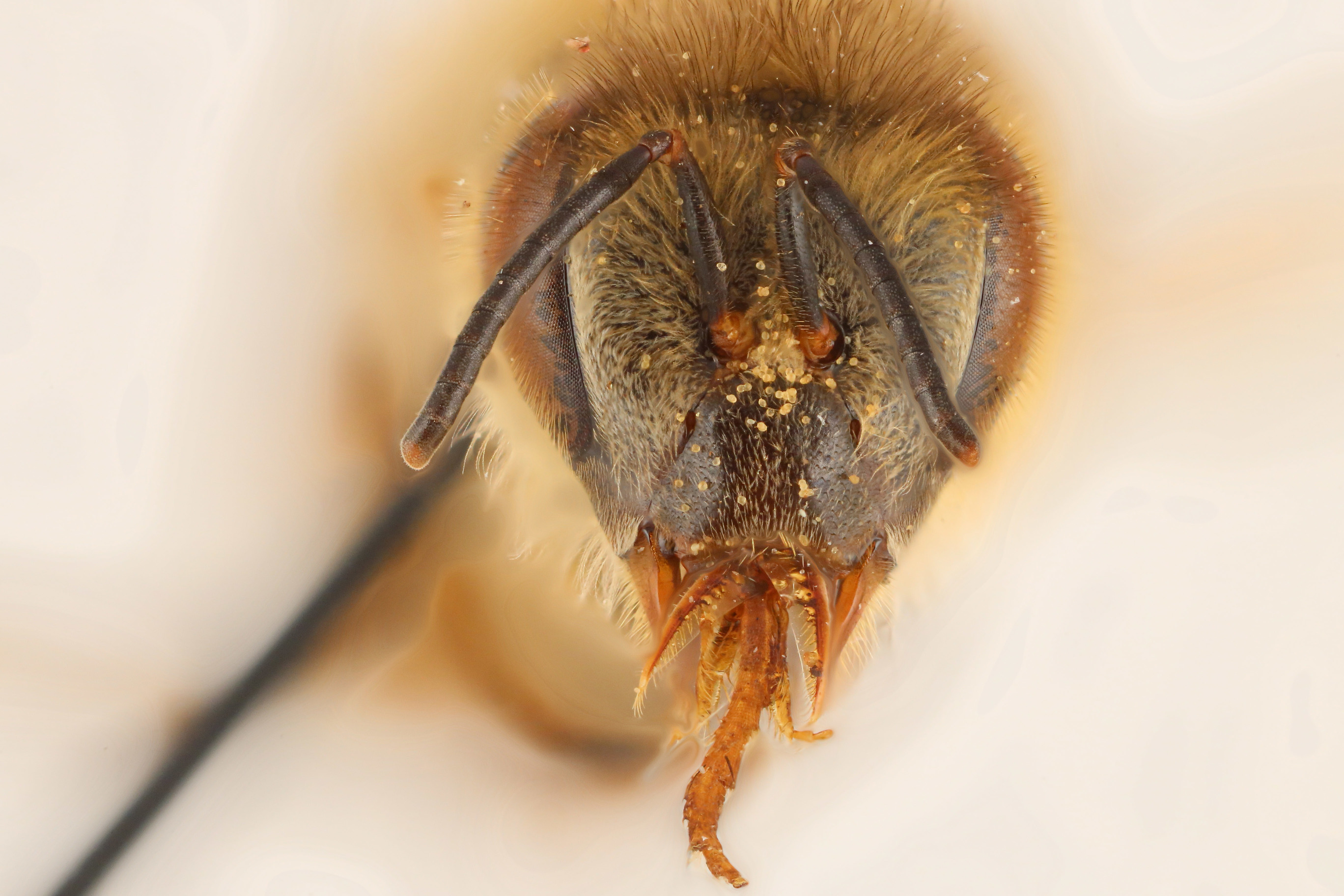 Head view of pinned bee, Apis mellifera