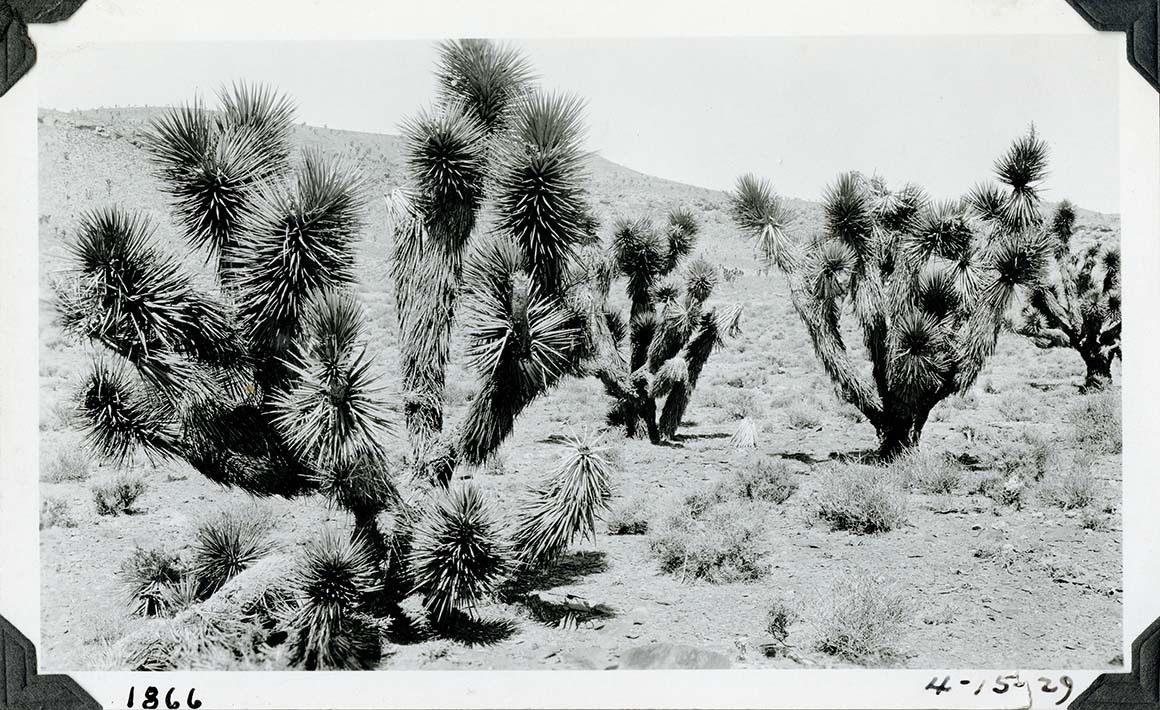 This is an historic black and white photograph from the Scotty's Castle Historic Photograph Collection, Death Valley National Park of large Joshua Tree in foreground with four more in background scattered around desert hillside. Inscriptions in black ink along lower border.