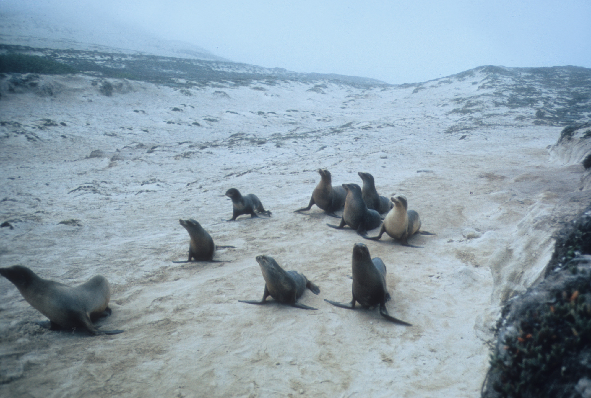 California Sea Lions