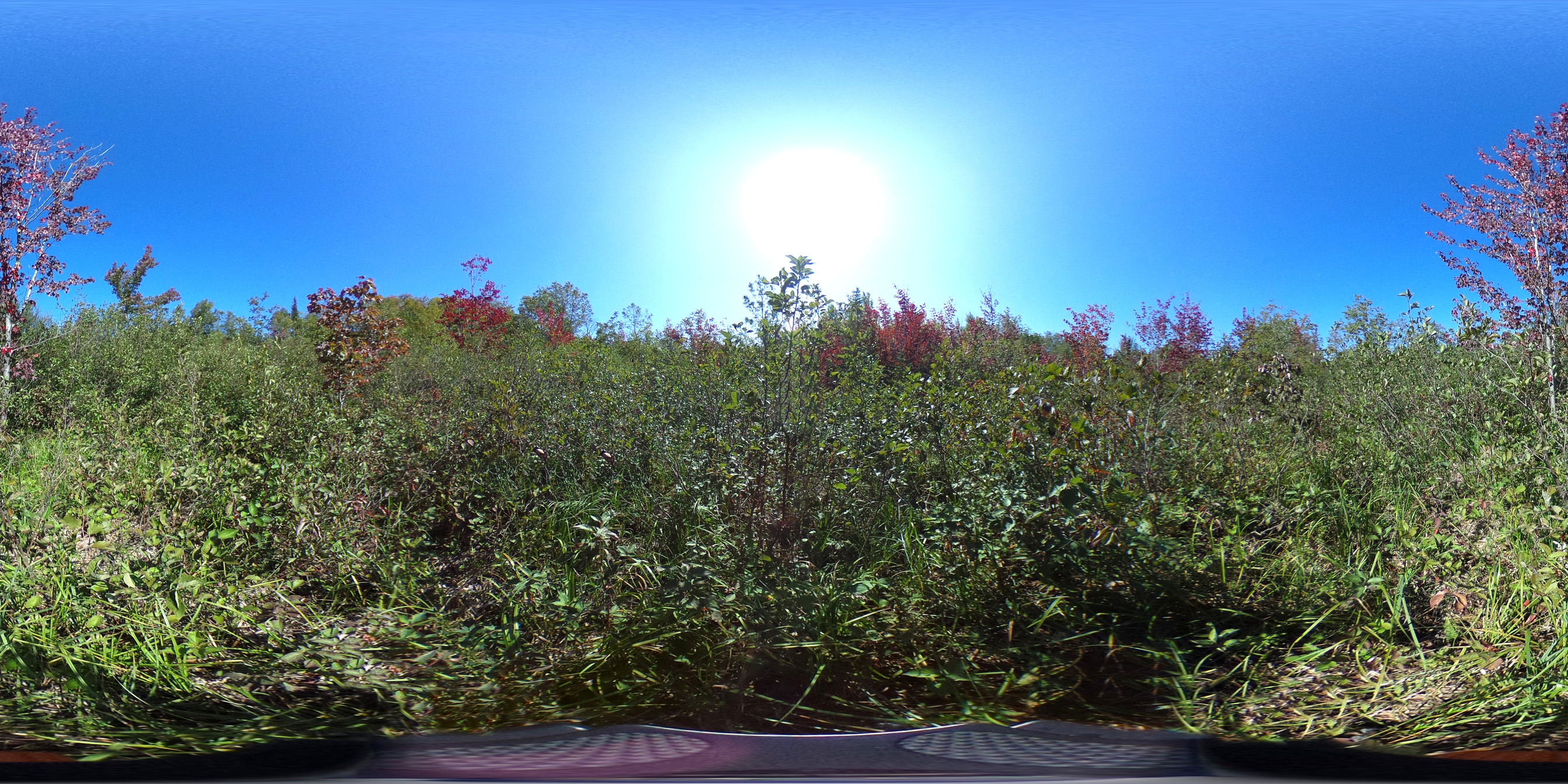 Thick green bushes cover the entire photo.