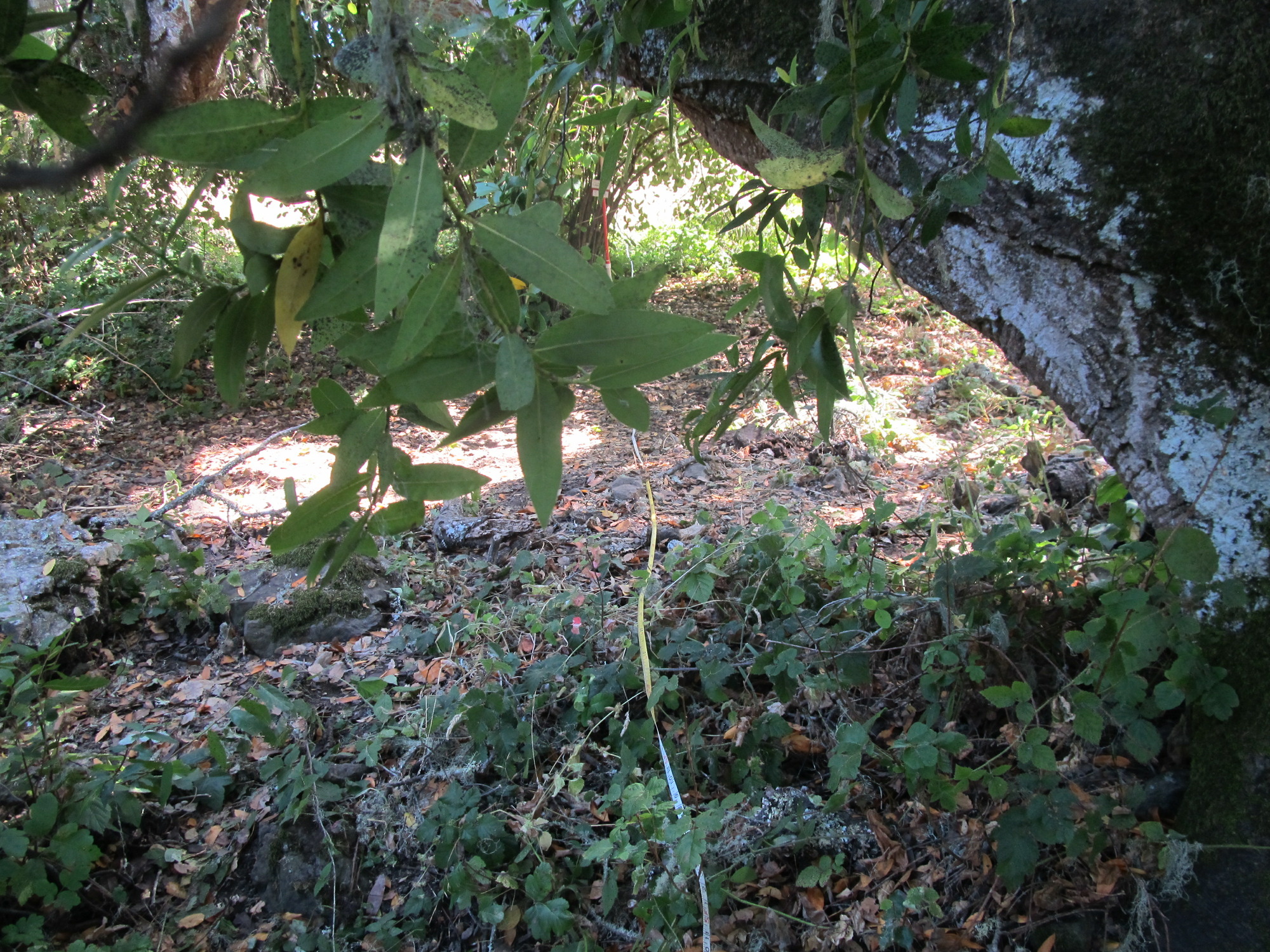 Eye-level view from the center point of a plant community monitoring plot