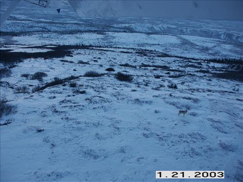 Wolf radio tracking, Denali, 2003/2003