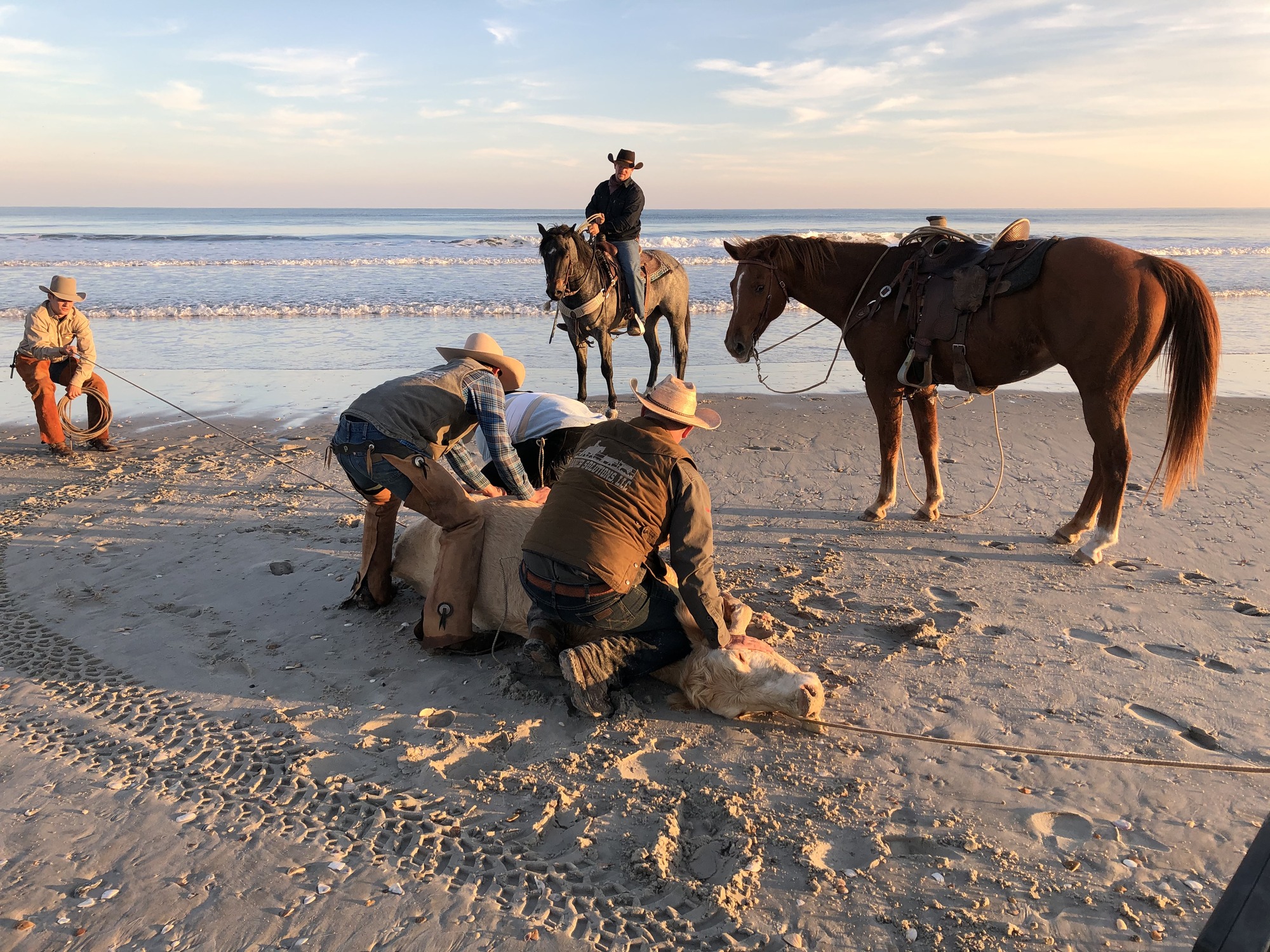 4 men hold a cow on its side on the beach while another mounted man and a riderless horse watch