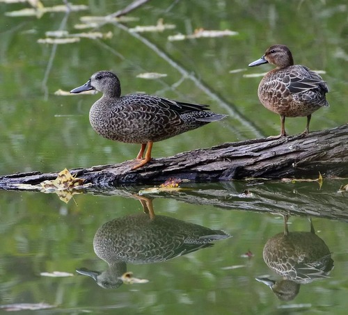 Brown and white blue winged teals on a log in a pond. Photo credit: Keith Watson