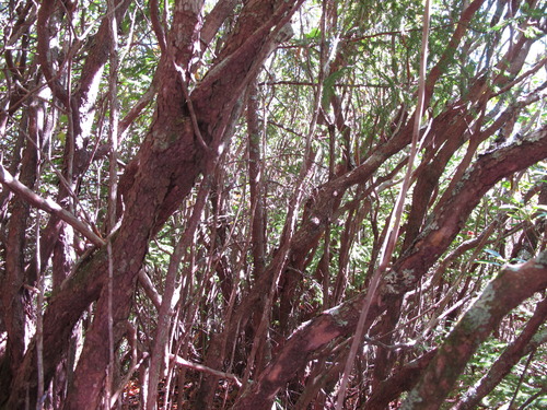 GRSM Accuracy Assessment. Plot Code: GRSM_AA_0312_3