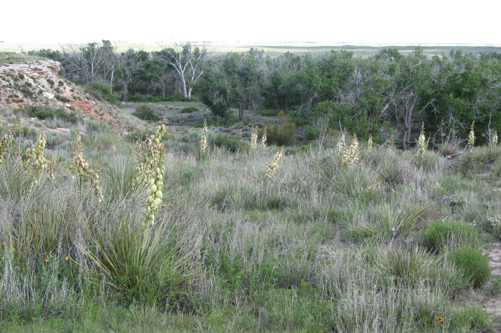 Cottonwoods and yucca plants at Middle Spring Site near Elkhart, KS