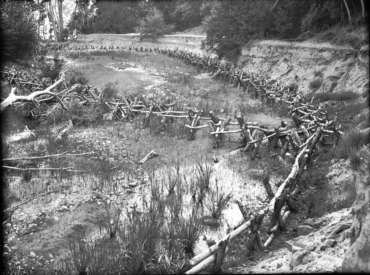 Willow 'spiders,' for stream bank protection, near Three Patriarchs. Deer doing extensive damage to new growth on these living structures.