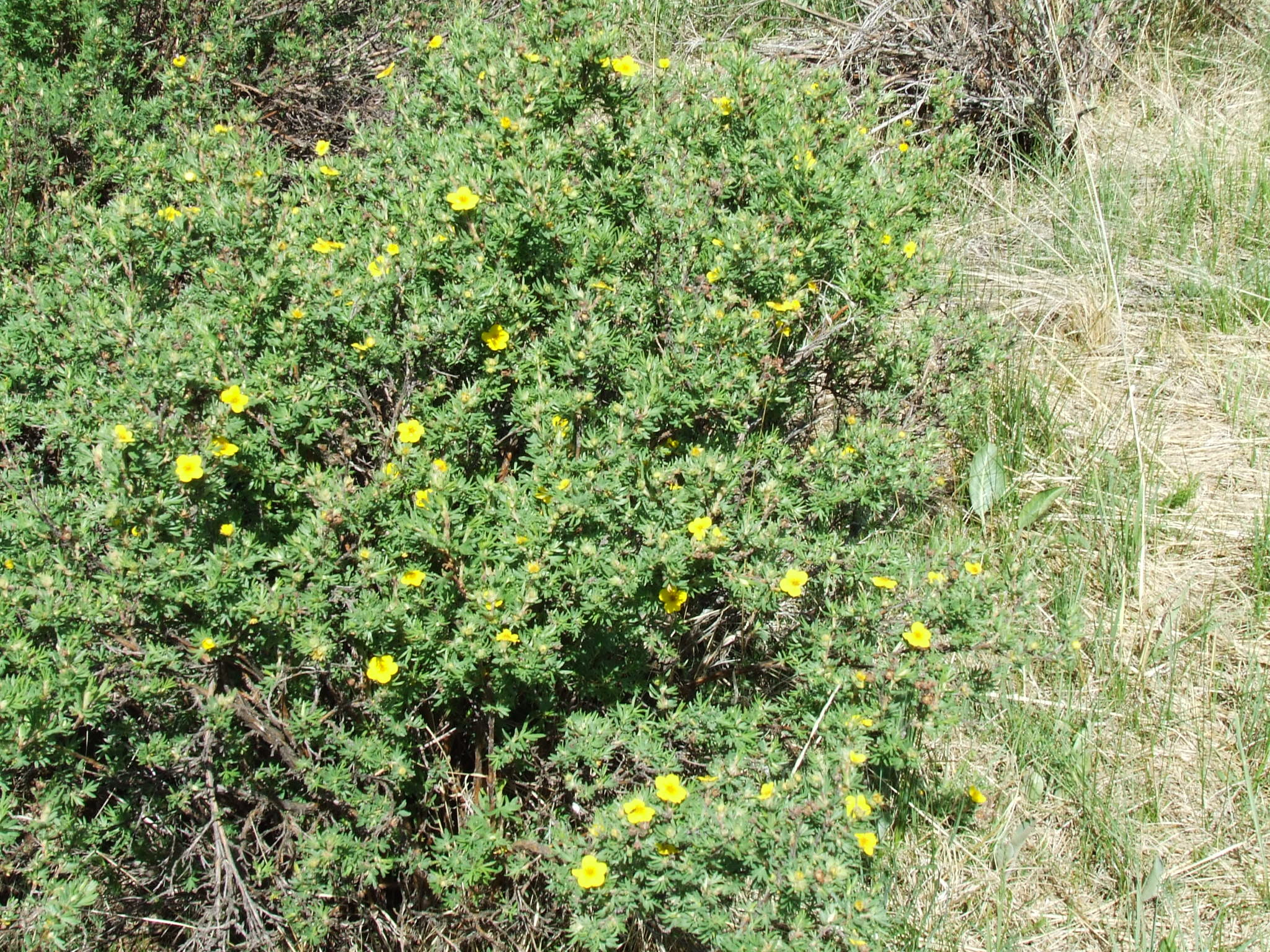 These yellow 5-petaled flowers grow on shrubs.