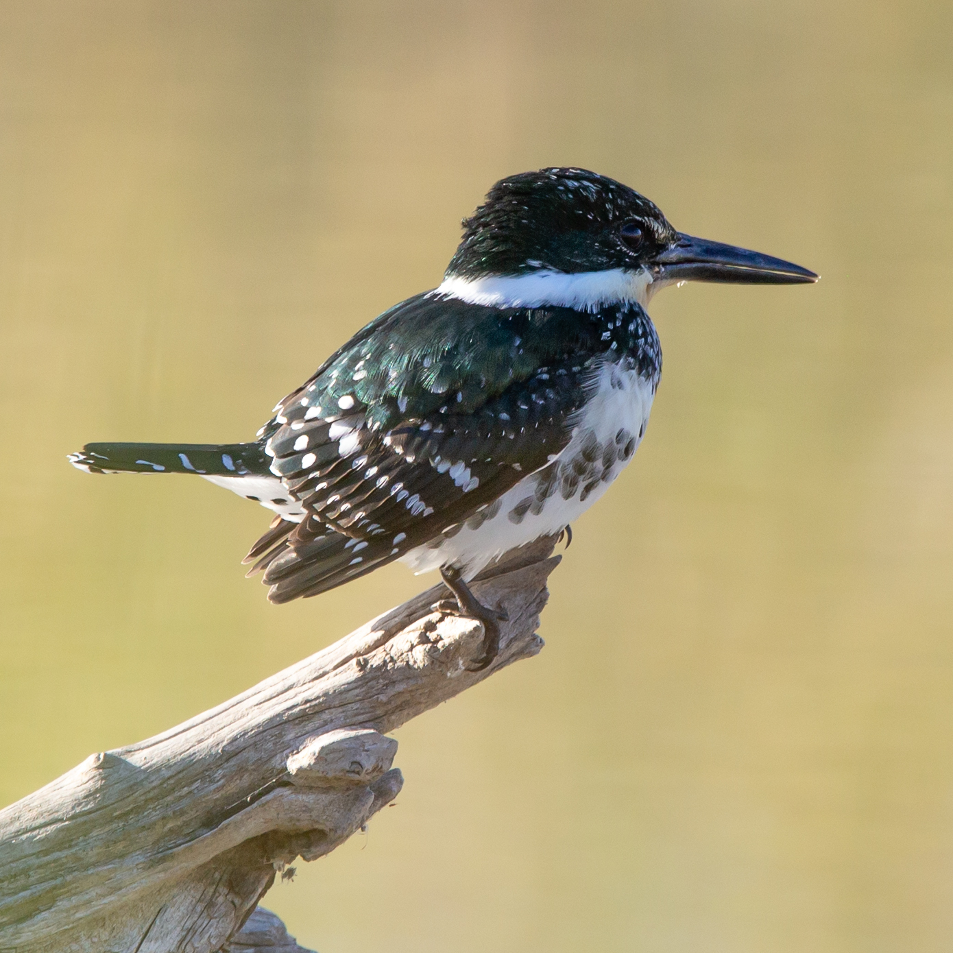 A green kingfisher in clear focus perches on a stick of dead wood. The bird has a large, dark, thick bill; dark emerald green feathers on its head and back; a white hand around its neck, white and gray chest, and white speckles on its wings. The bird is in profile, and perched as though it is waiting for its next prey to come along.