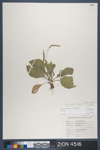 Herbarium Specimen Sheet 4516
