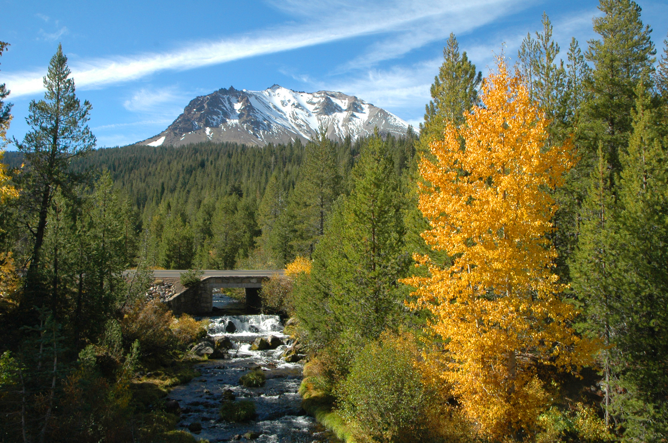 a yellow cottonwood tree among the pines near a creek, snowy mountain behind