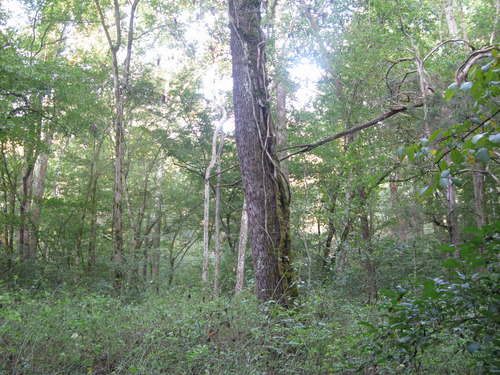 GRSM Accuracy Assessment. Plot Code: GRSM_AA_0437_5