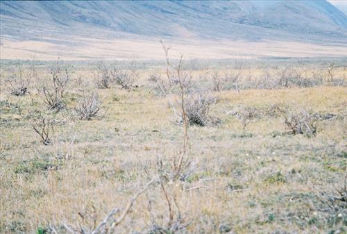 2 Gates of the Arctic National Park and Preserve Itkillik Birds June 2006