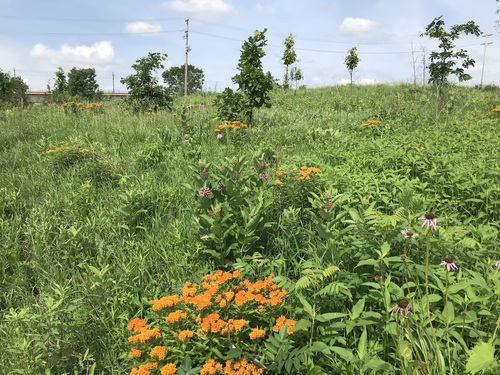 Mni Owe Snie Prairie in bloom