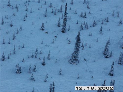 Wolf radio tracking, Denali, 2003/2003