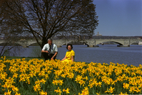 A kneeling man and a seated woman pose among a crowd of blooming yellow flowers, with a bridge spanning a broad river behind.