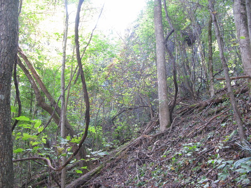 GRSM Accuracy Assessment. Plot Code: GRSM_AA_0037_6