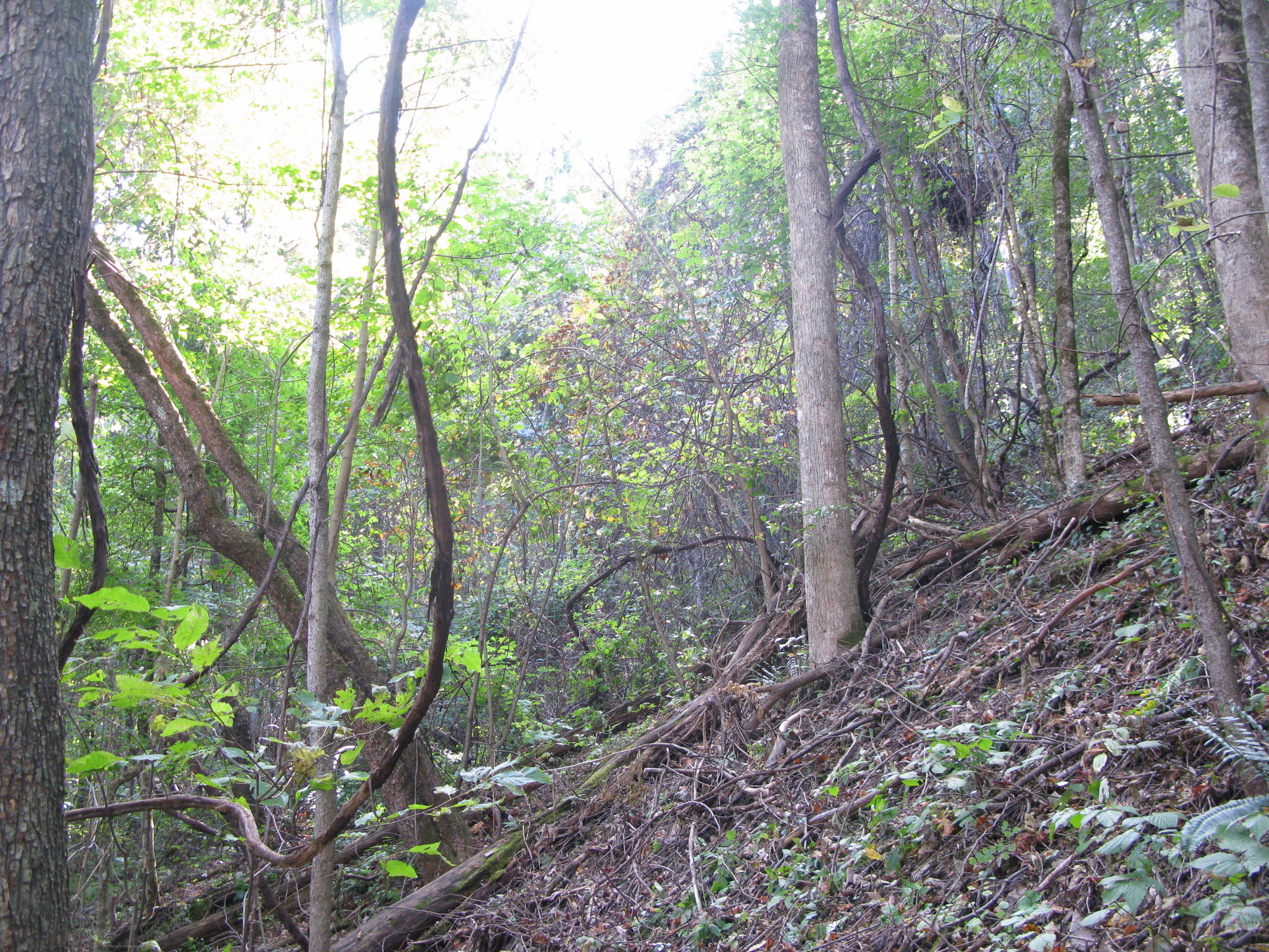 GRSM Accuracy Assessment. Plot Code: GRSM_AA_0037_6