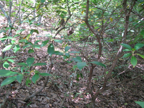 GRSM Accuracy Assessment. Plot Code: GRSM_AA_0059_3