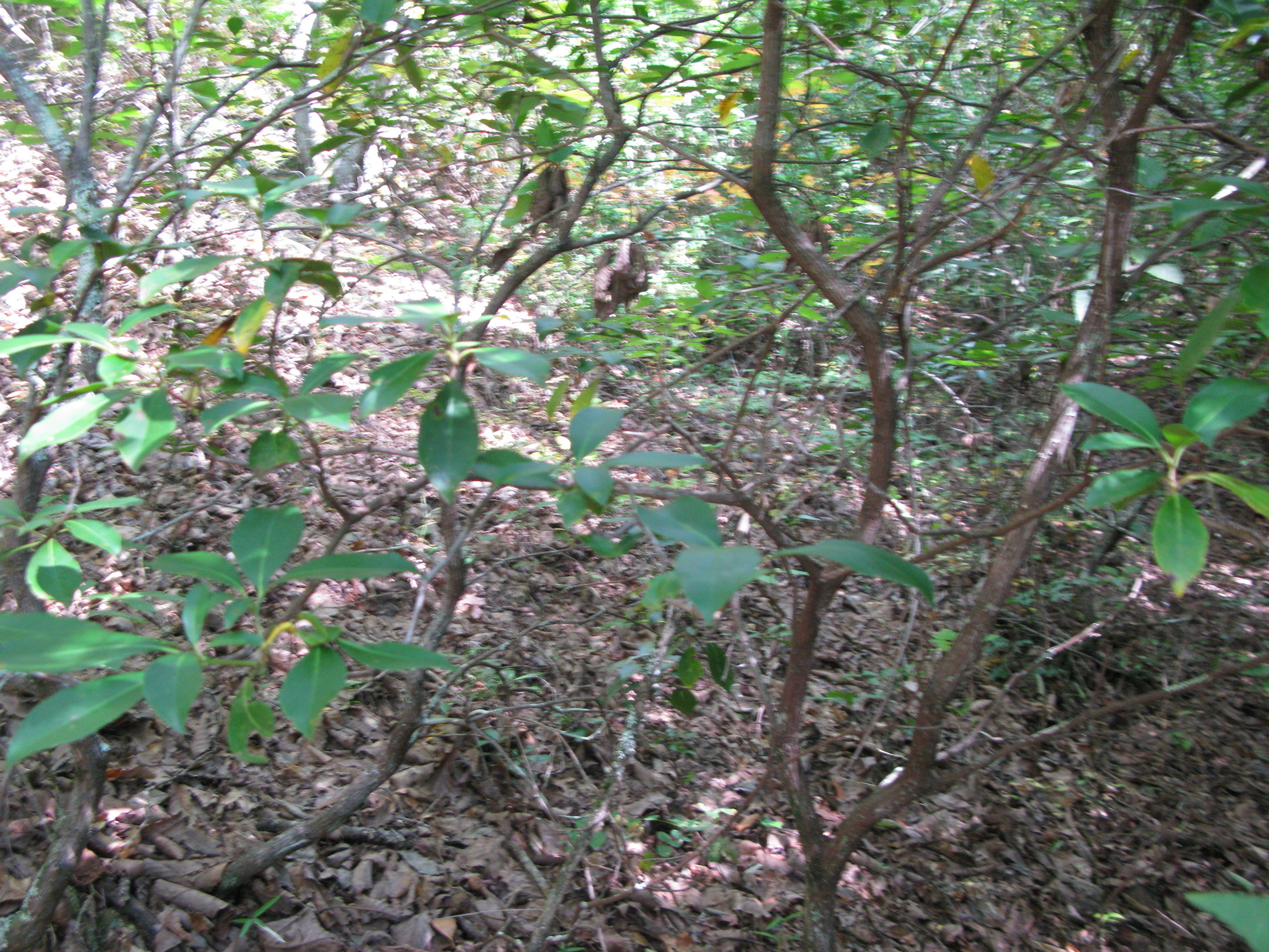 GRSM Accuracy Assessment. Plot Code: GRSM_AA_0059_3