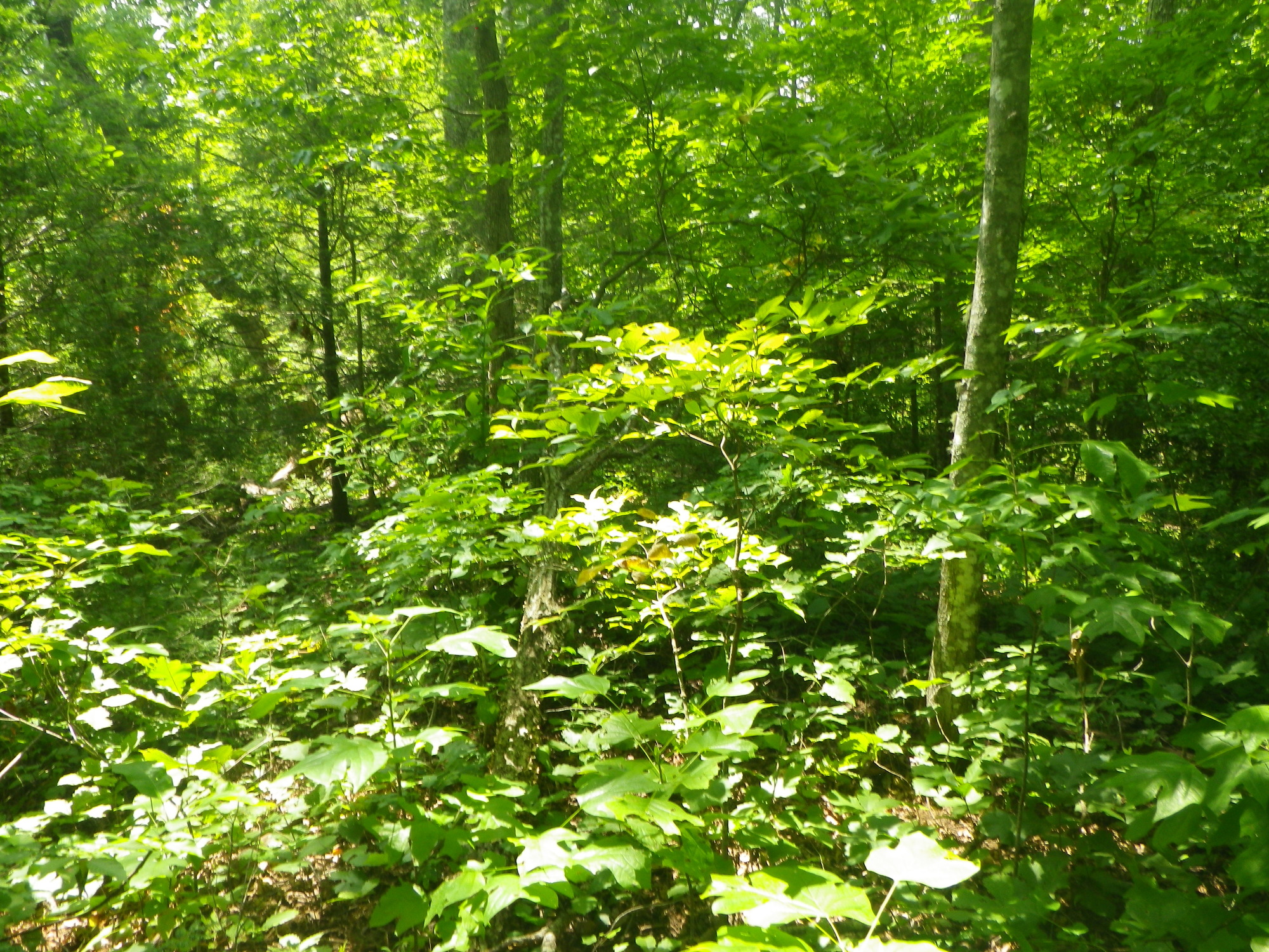 GRSM Accuracy Assessment. Plot Code: GRSM_AA_0578_6