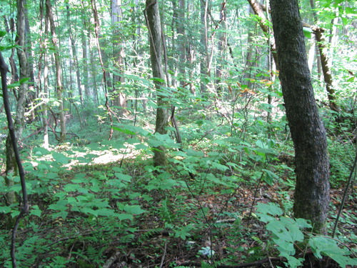 Plot Code: GRSM_AA_0617_2