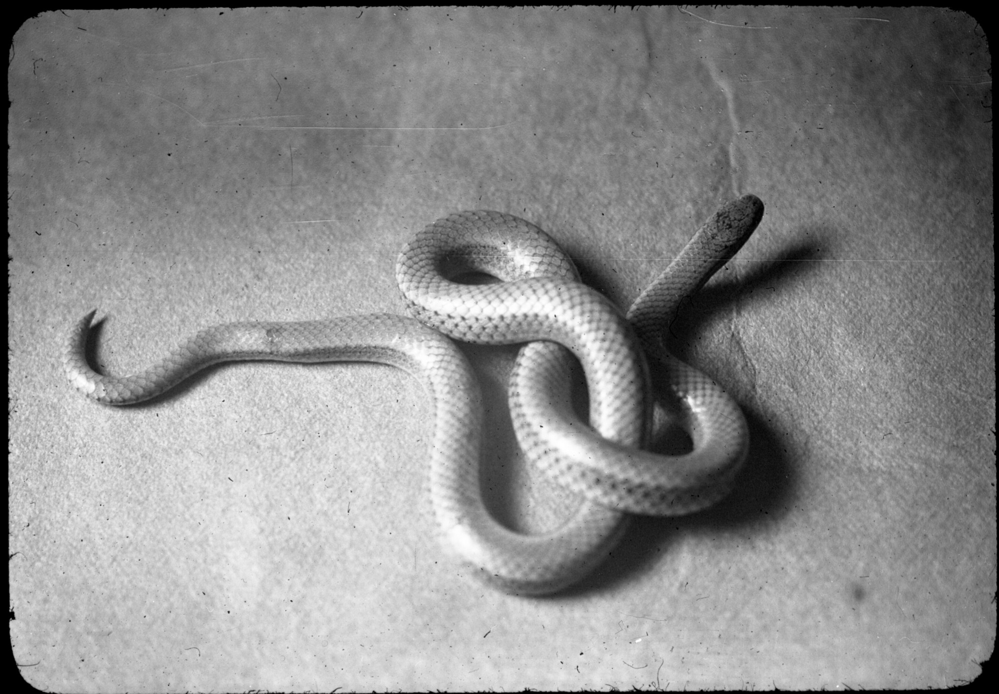 Reptiles and amphibians