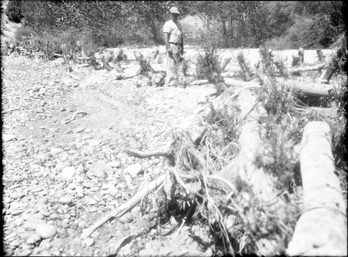 Close up of willow 'spider' jetties near Union Pacific Sewer farm. Upper end well-silted, lower end needs additional treatment.