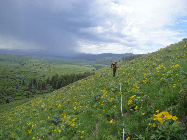 Belt transect for plant surveying on a hillside at Big Hole National Battlefield.