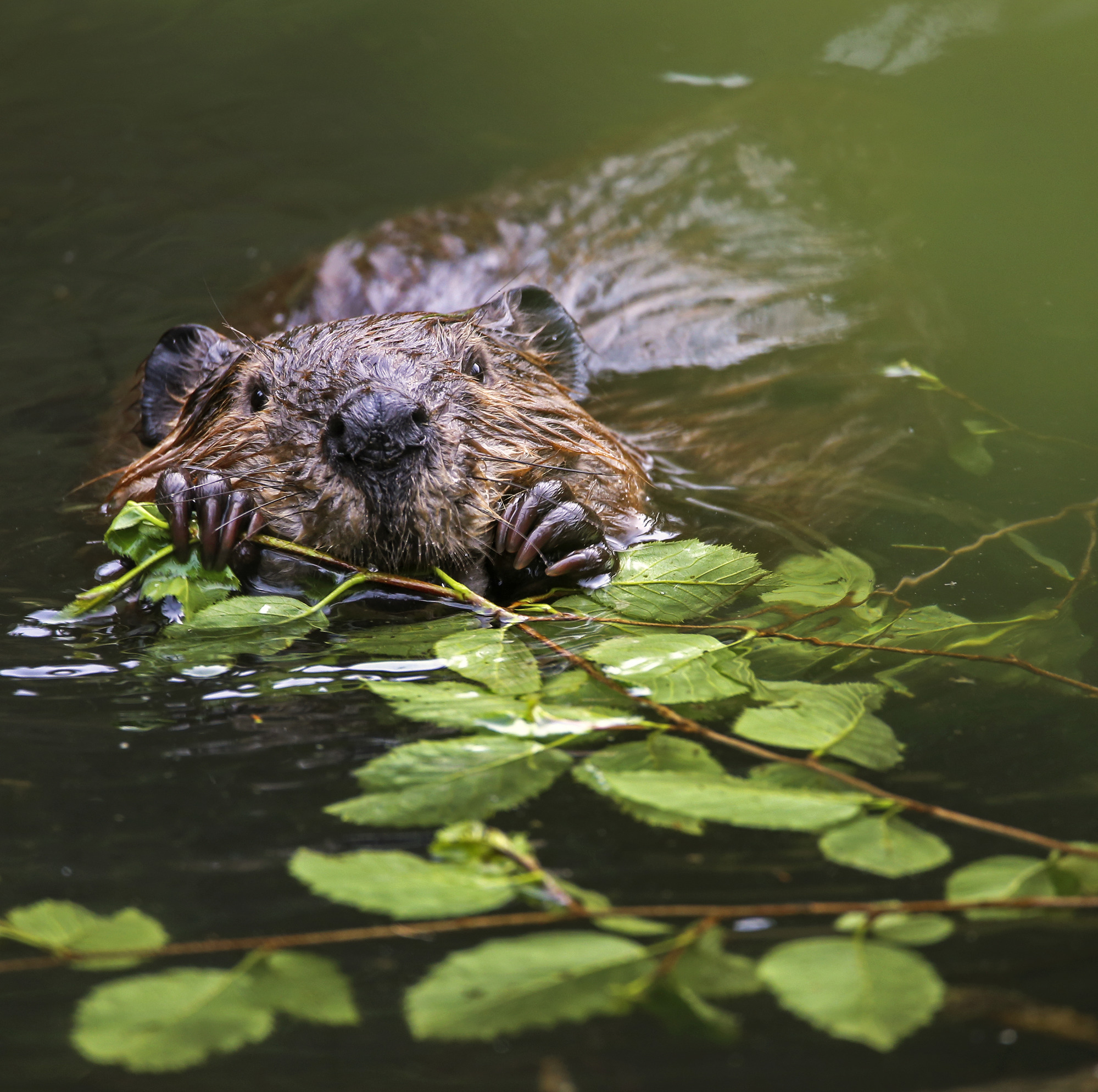 a beaver eats a twig while floating in a lake