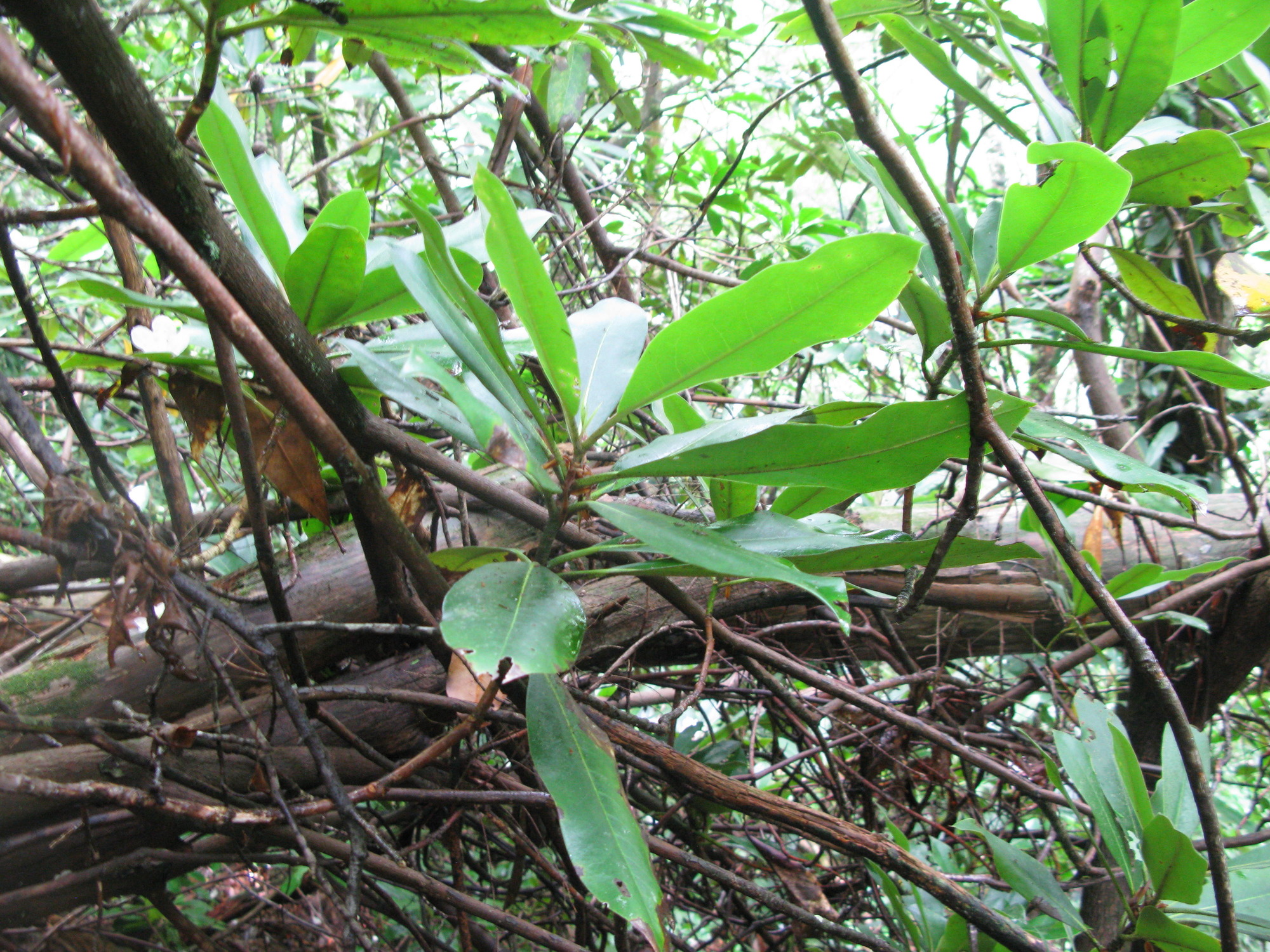 GRSM Accuracy Assessment. Plot Code: GRSM_AA_0656_3