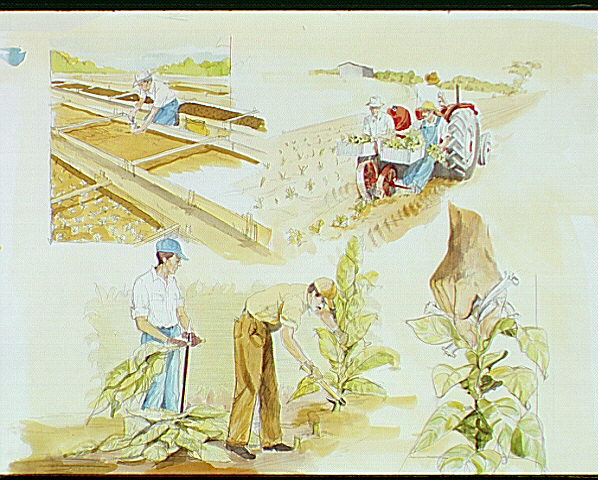 Five-part illustration showing the growing process of Burley tobacco (clockwise from top left):