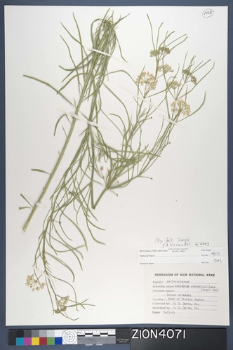 Herbarium Specimen Sheet 4071