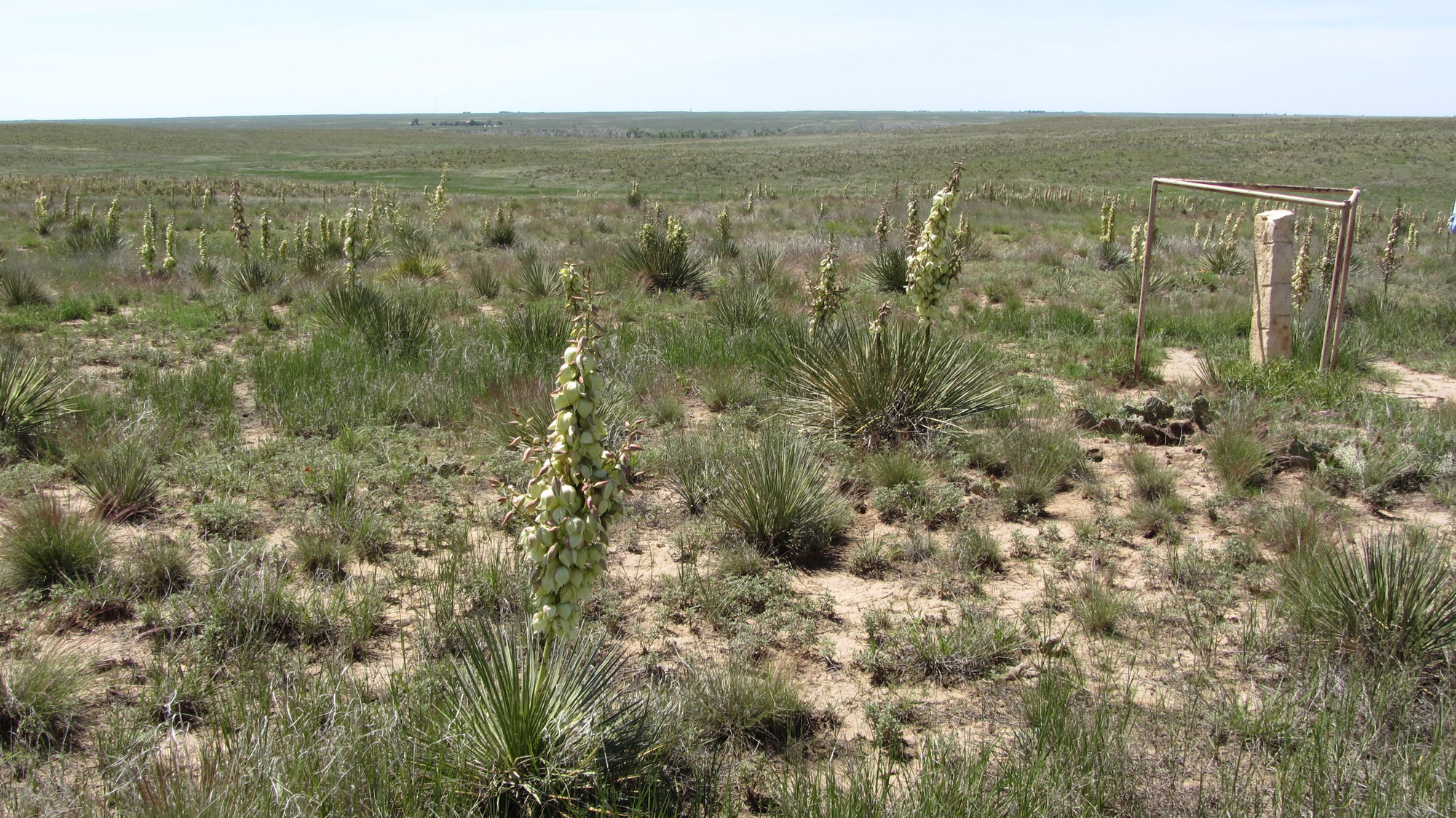 A wide open prairie with a lot of plants in it, featuring ruts and swales.