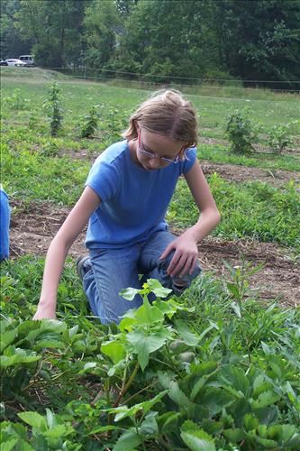 CVEEC Junior Ranger Program, Down & Dirty Farming, Tending Strawberries